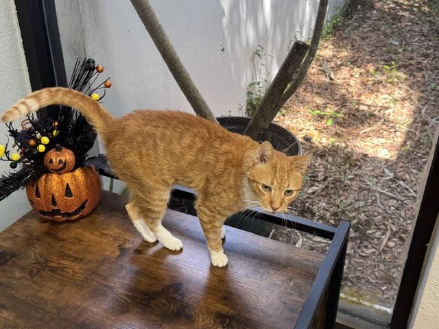 Toot Toot, Adopted, Senior Male Domestic Short Hair.