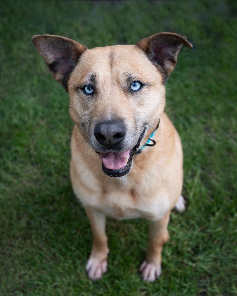 Jackie, Adoptable, Adult Female Husky.