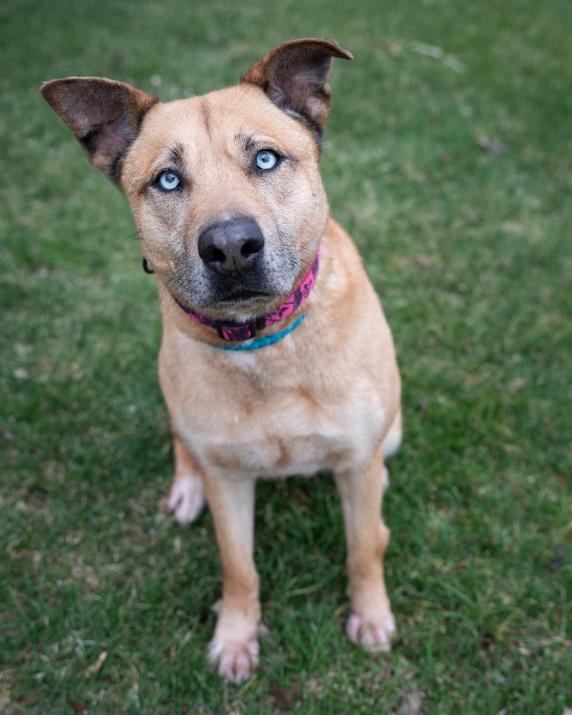 Jackie, Adoptable, Adult Female Husky.