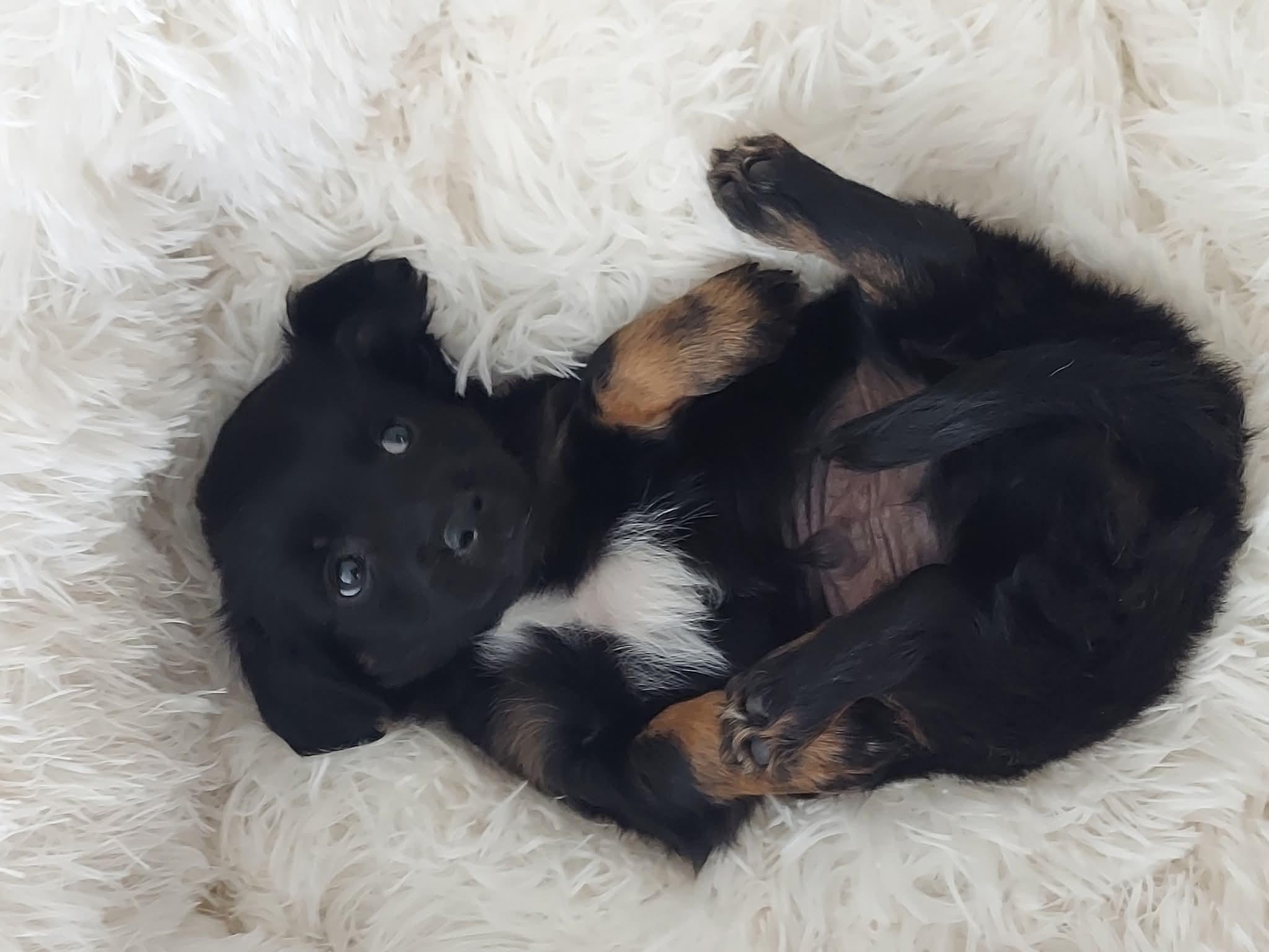 Legend , a ADOPTABLE mixed breed in Oakland, CA image 5/5