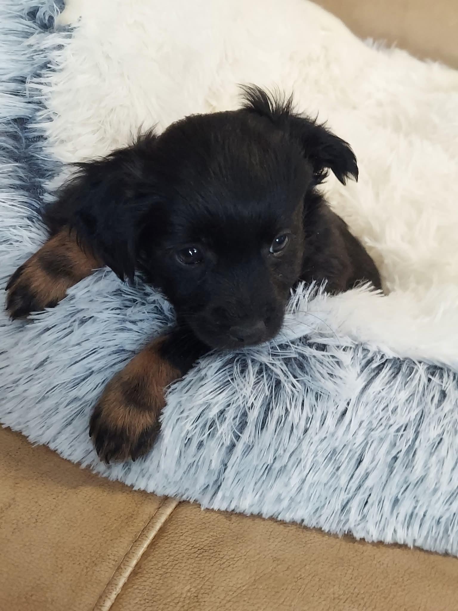 Legend , a ADOPTABLE mixed breed in Oakland, CA image 3/5