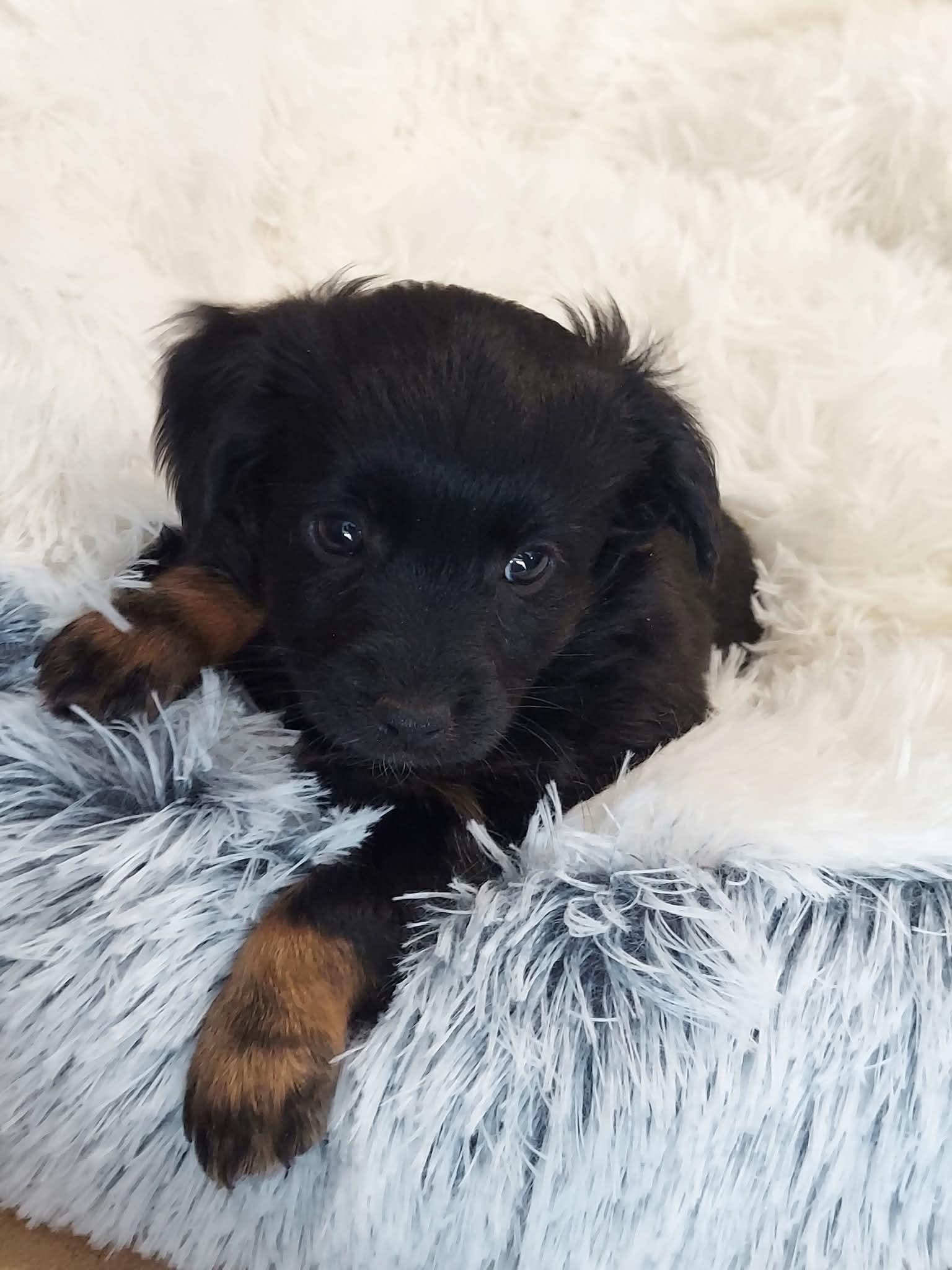 Legend , a ADOPTABLE mixed breed in Oakland, CA image 4/5