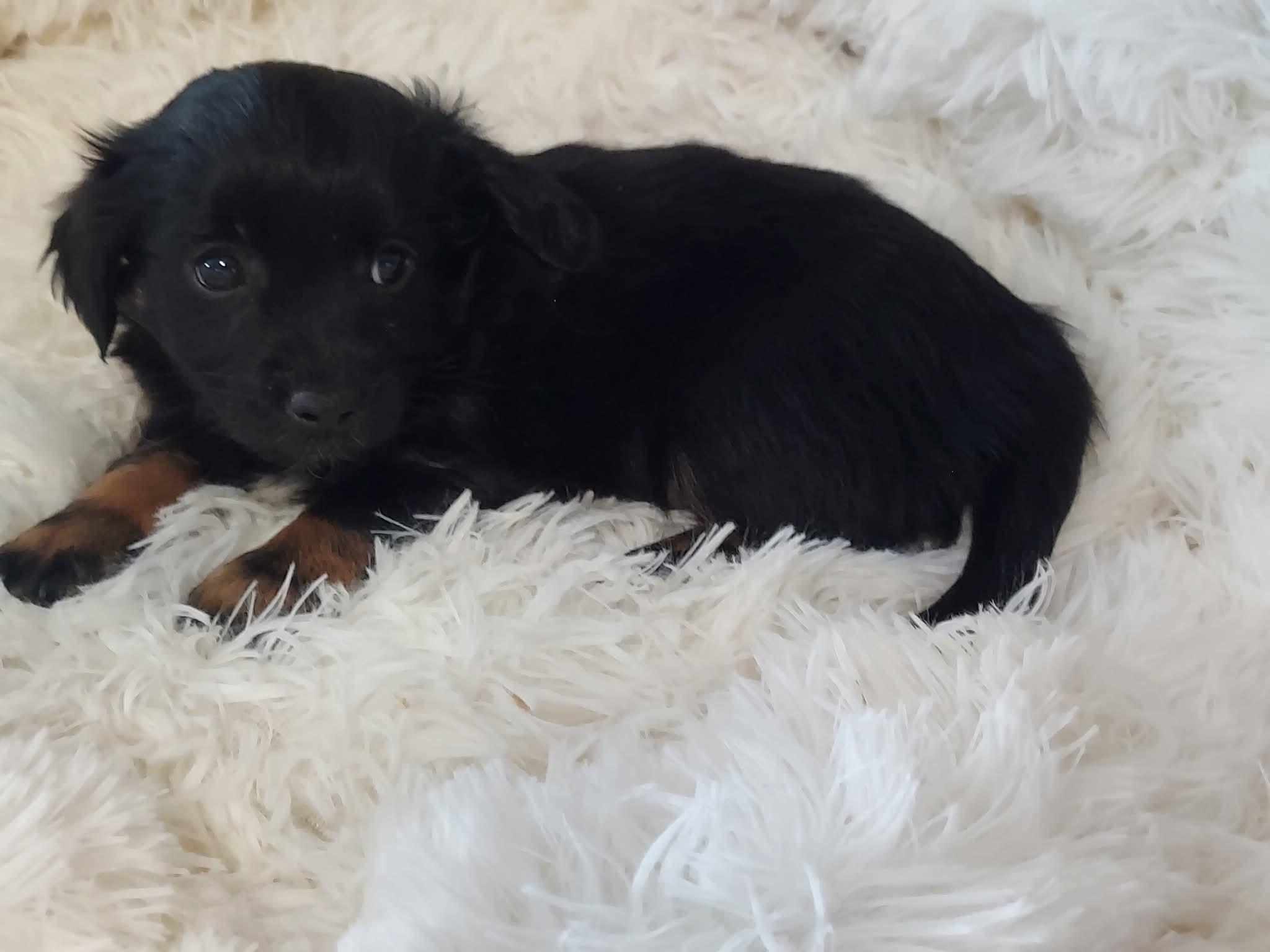 Legend , a ADOPTABLE mixed breed in Oakland, CA image 1/5