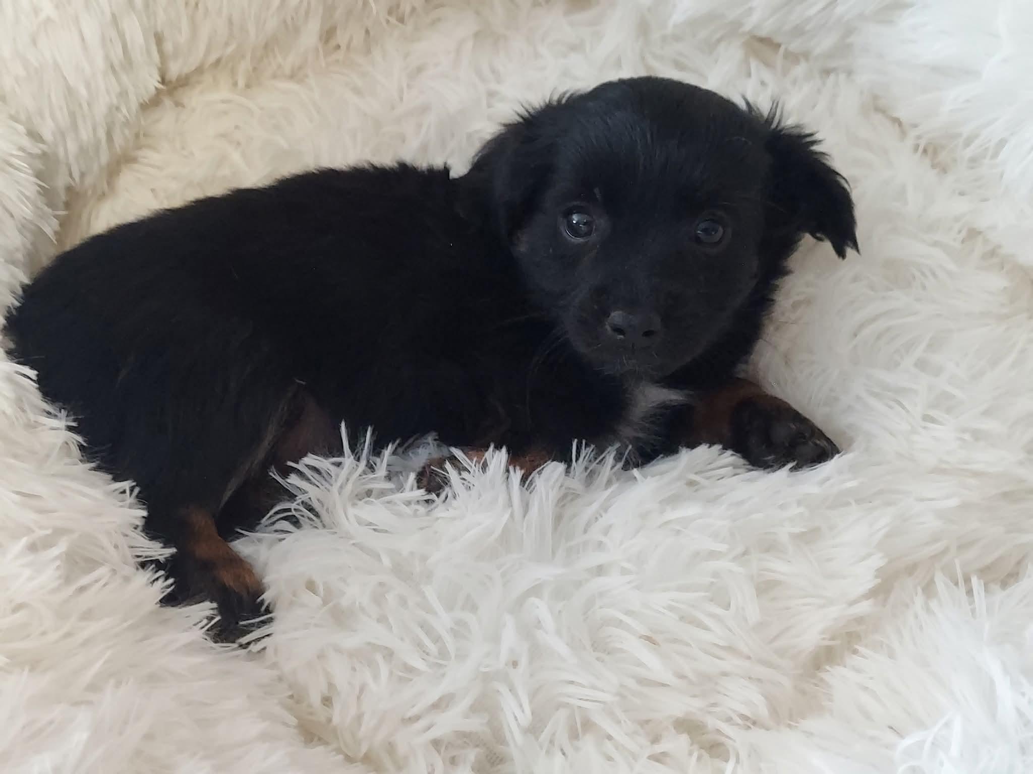 Legend , a ADOPTABLE mixed breed in Oakland, CA image 2/5