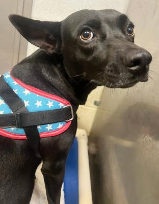 Enlarge Mama, an adopted mixed breed in Santa Paula, CA image 3/5