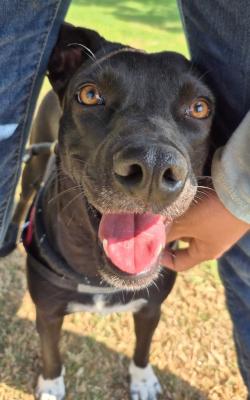 Enlarge Mama, an adopted mixed breed in Santa Paula, CA image 2/5