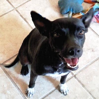 Enlarge Mama, an adopted mixed breed in Santa Paula, CA image 4/5