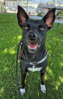 Enlarge Mama, an adopted mixed breed in Santa Paula, CA image 1/5