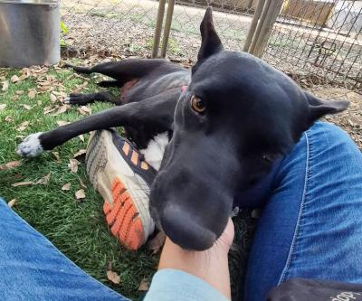 Enlarge Mama, an adopted mixed breed in Santa Paula, CA image 5/5