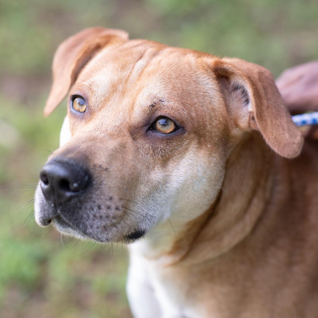 Enlarge ROCKY-30843, a Adoptable mixed breed in Bartlett, TN image 1/2