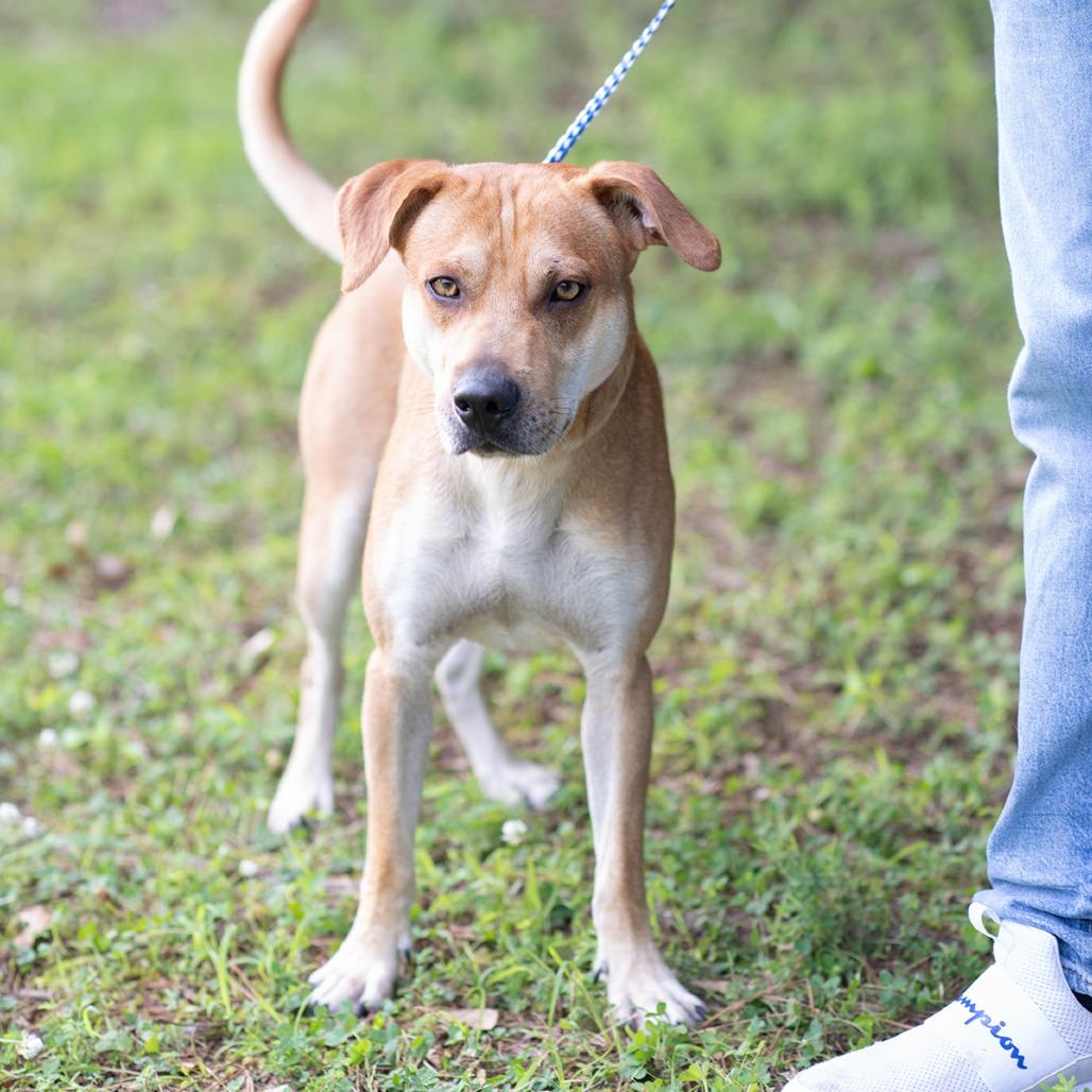 Enlarge ROCKY-30843, a Adoptable mixed breed in Bartlett, TN image 2/2