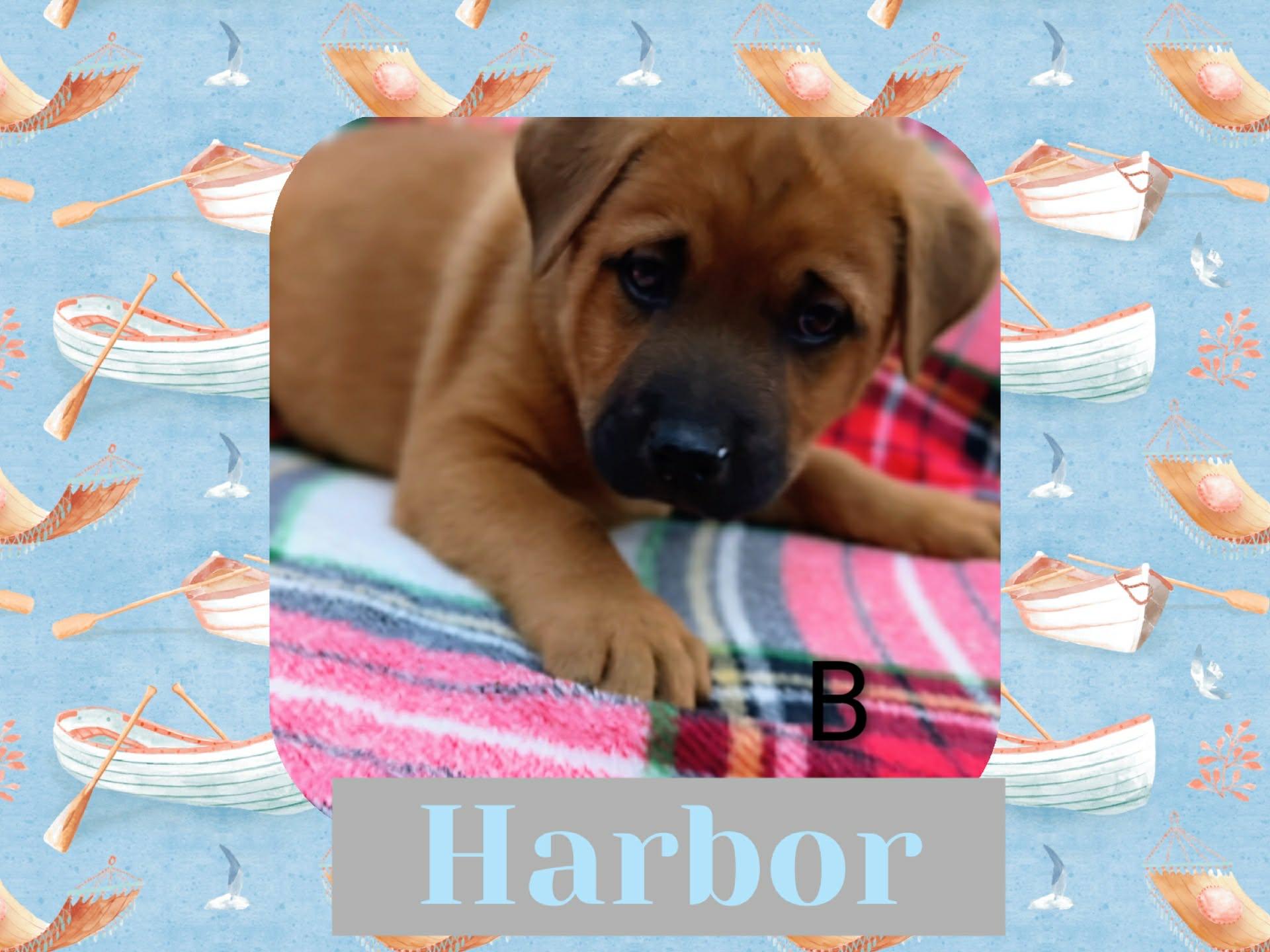 Harbor, Adoptable, Puppy Male Labrador Retriever.