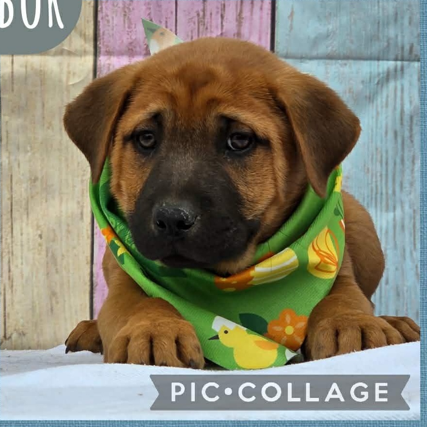 Enlarge Harbor, a Adoptable mixed breed in Tylertown, MS image 1/2