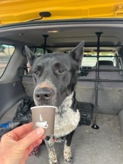 Erebus, Adoptable, Adult Male Cattle Dog.