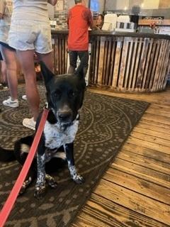 Erebus, a Adoptable Cattle Dog in Page, AZ image 2/6