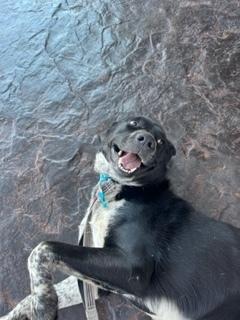 Erebus, a Adoptable Cattle Dog in Page, AZ image 3/6