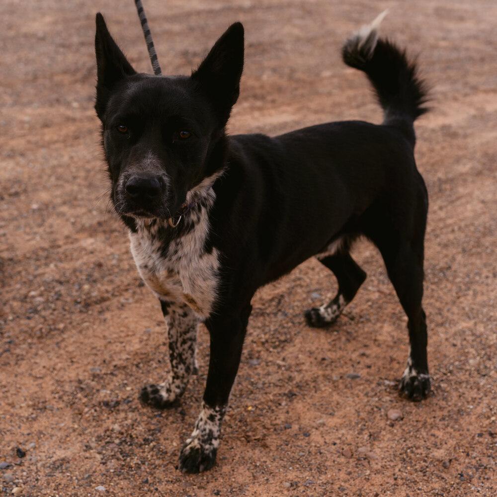 Erebus, a Adoptable Cattle Dog in Page, AZ image 4/6