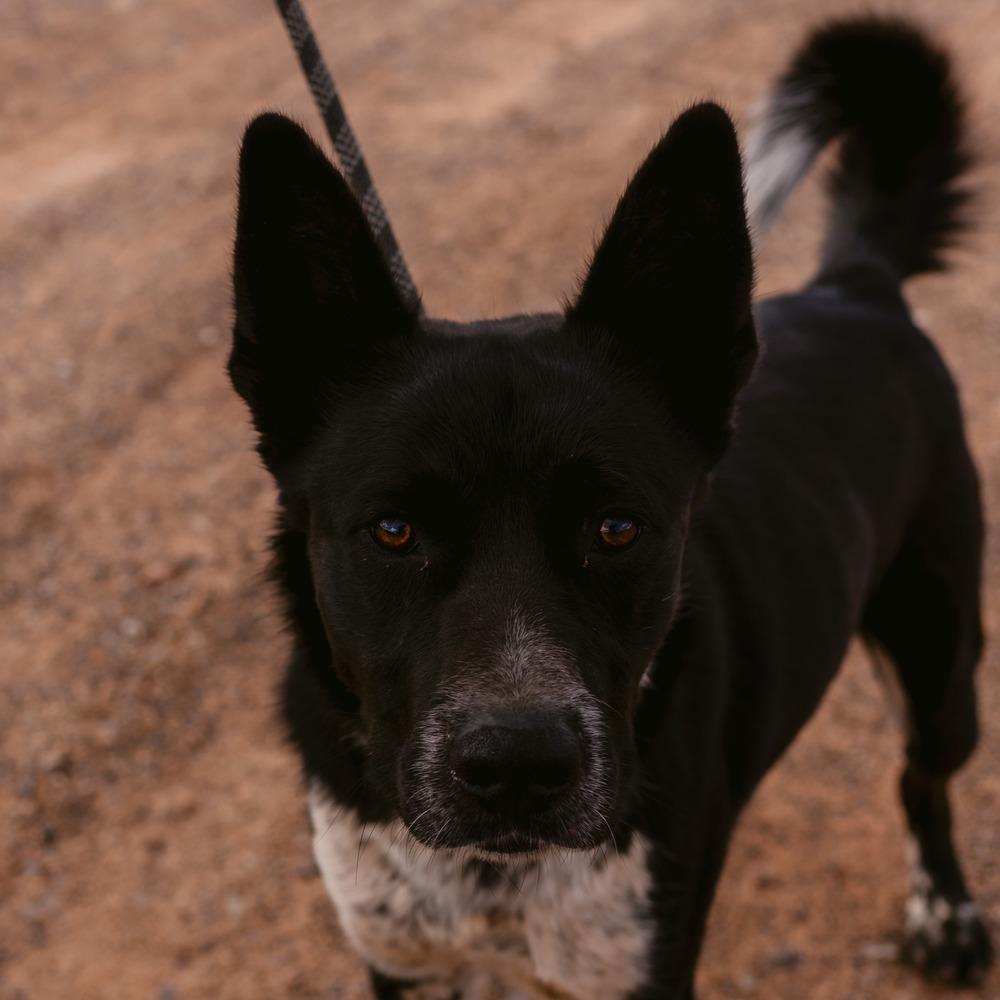 Erebus, a Adoptable Cattle Dog in Page, AZ image 5/6