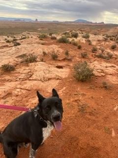 Erebus, a Adoptable Cattle Dog in Page, AZ image 6/6