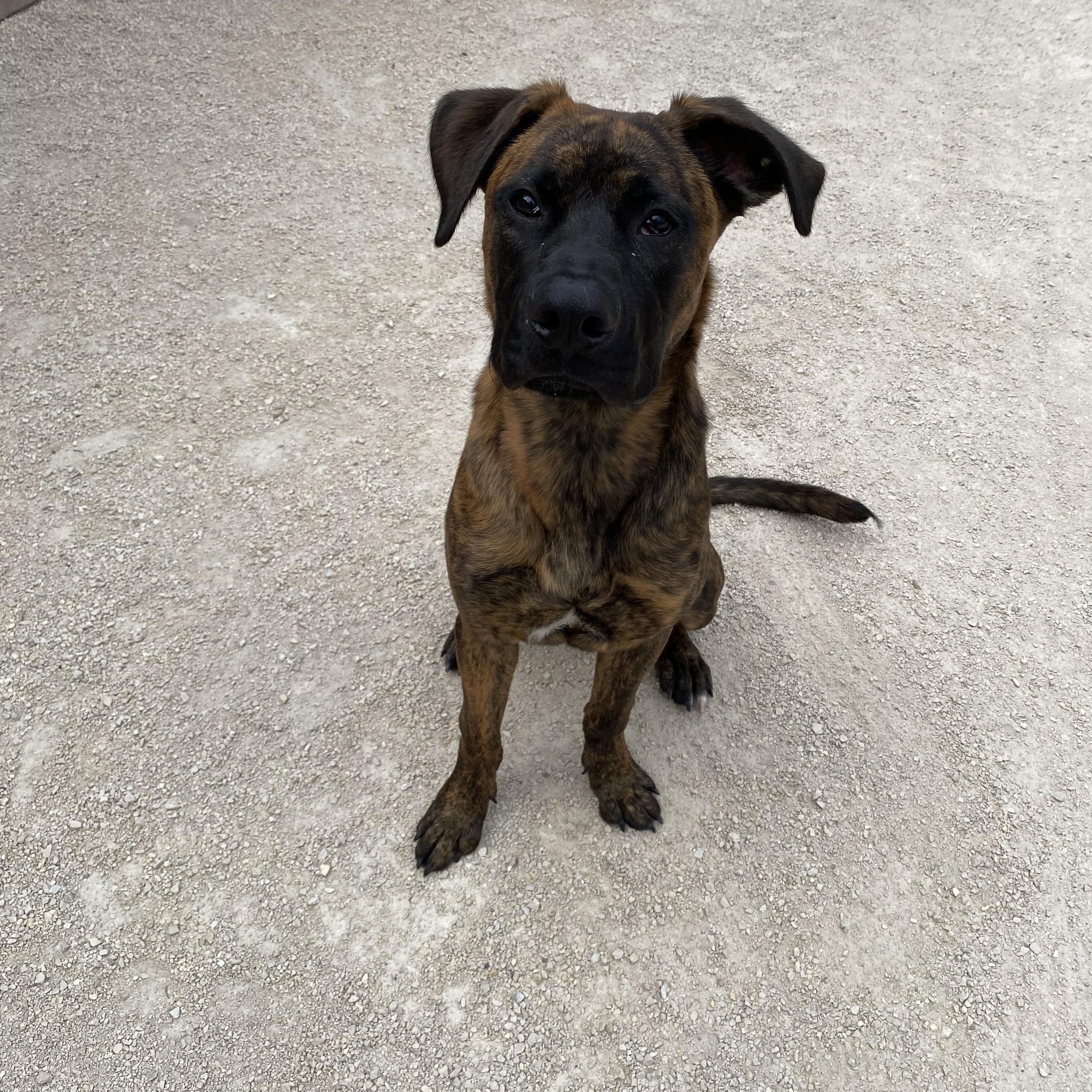 Otis, adoptable, Young Male Mastiff.
