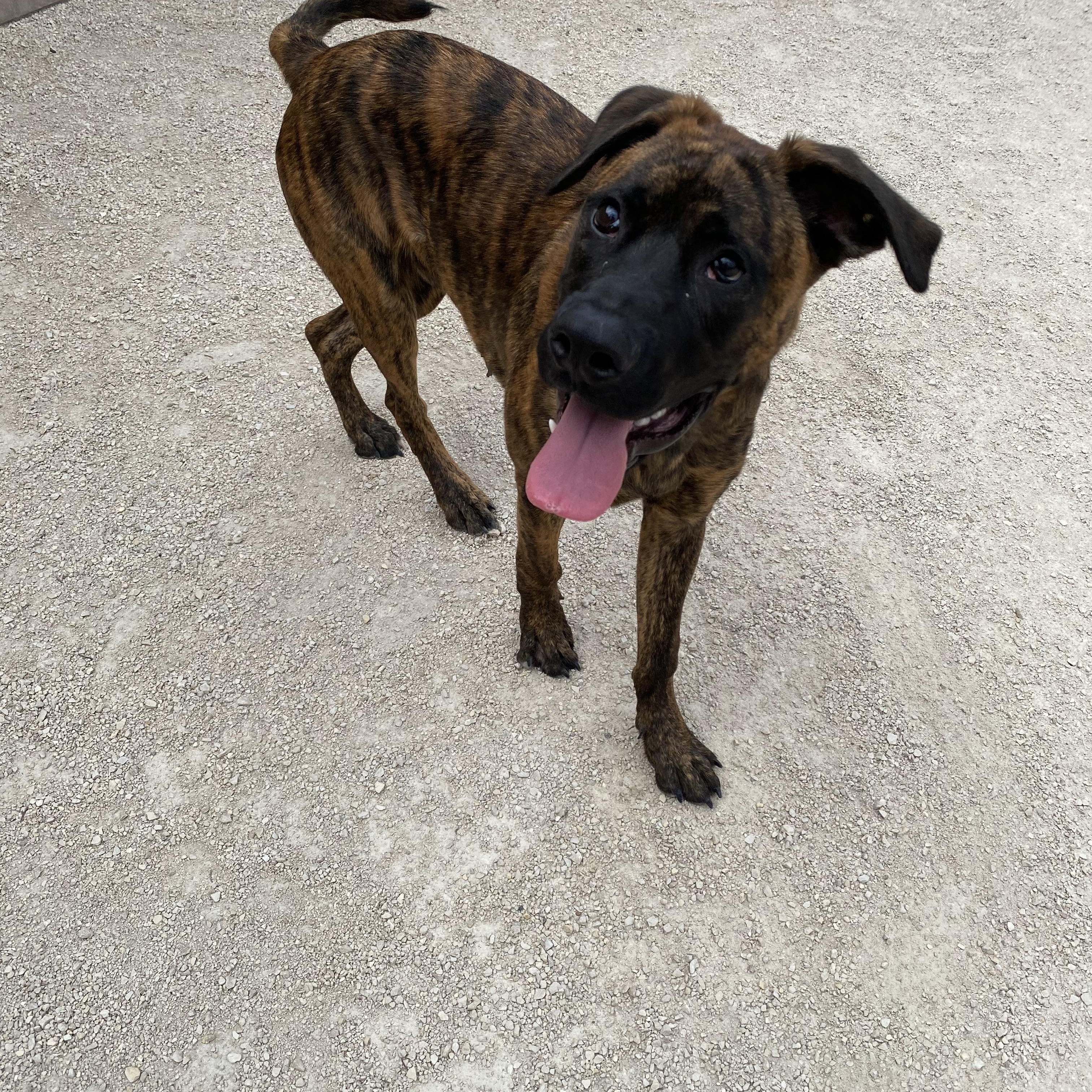 Enlarge Otis, an adoptable mixed breed in Winnipeg, MB image 3/3