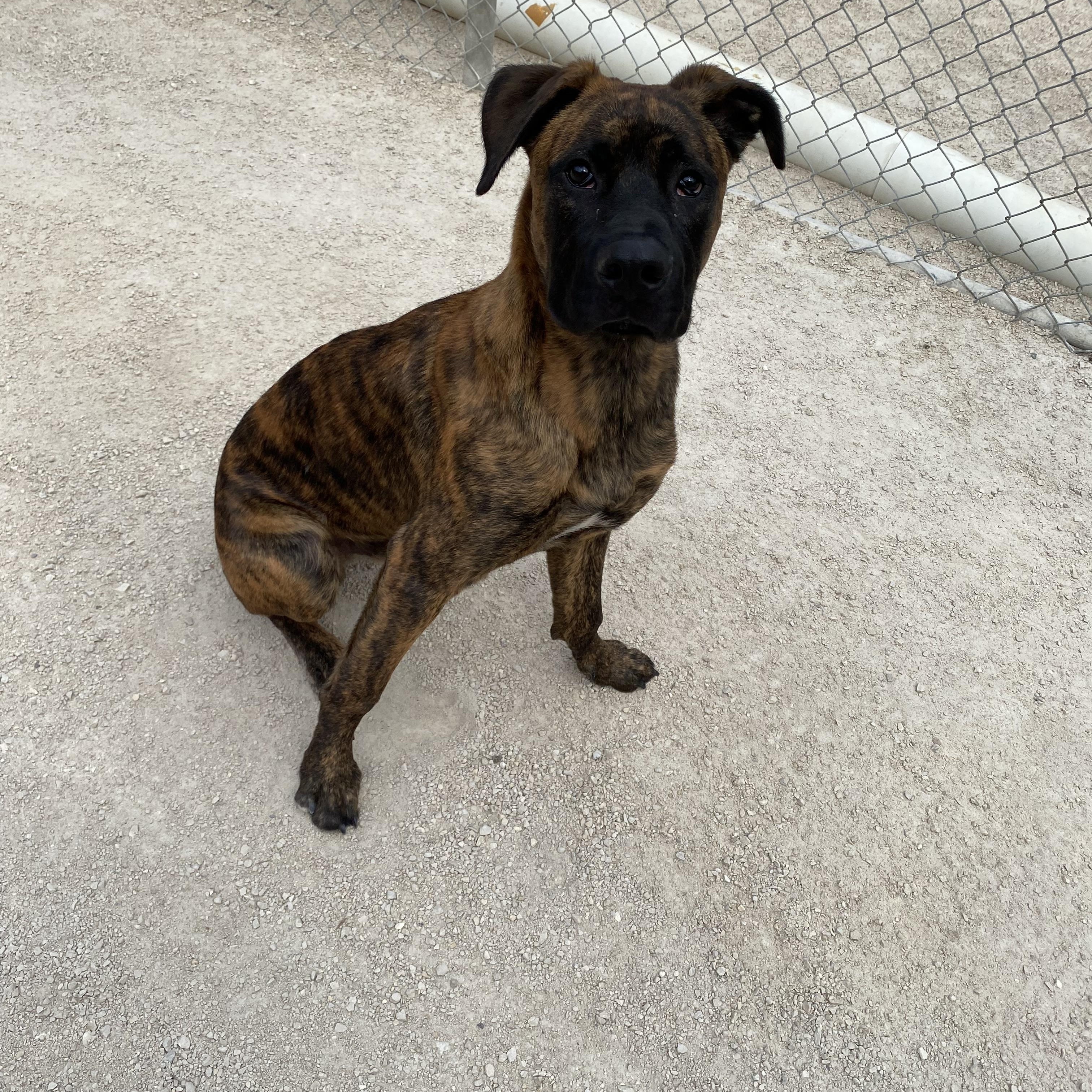 Enlarge Otis, an adoptable mixed breed in Winnipeg, MB image 2/3
