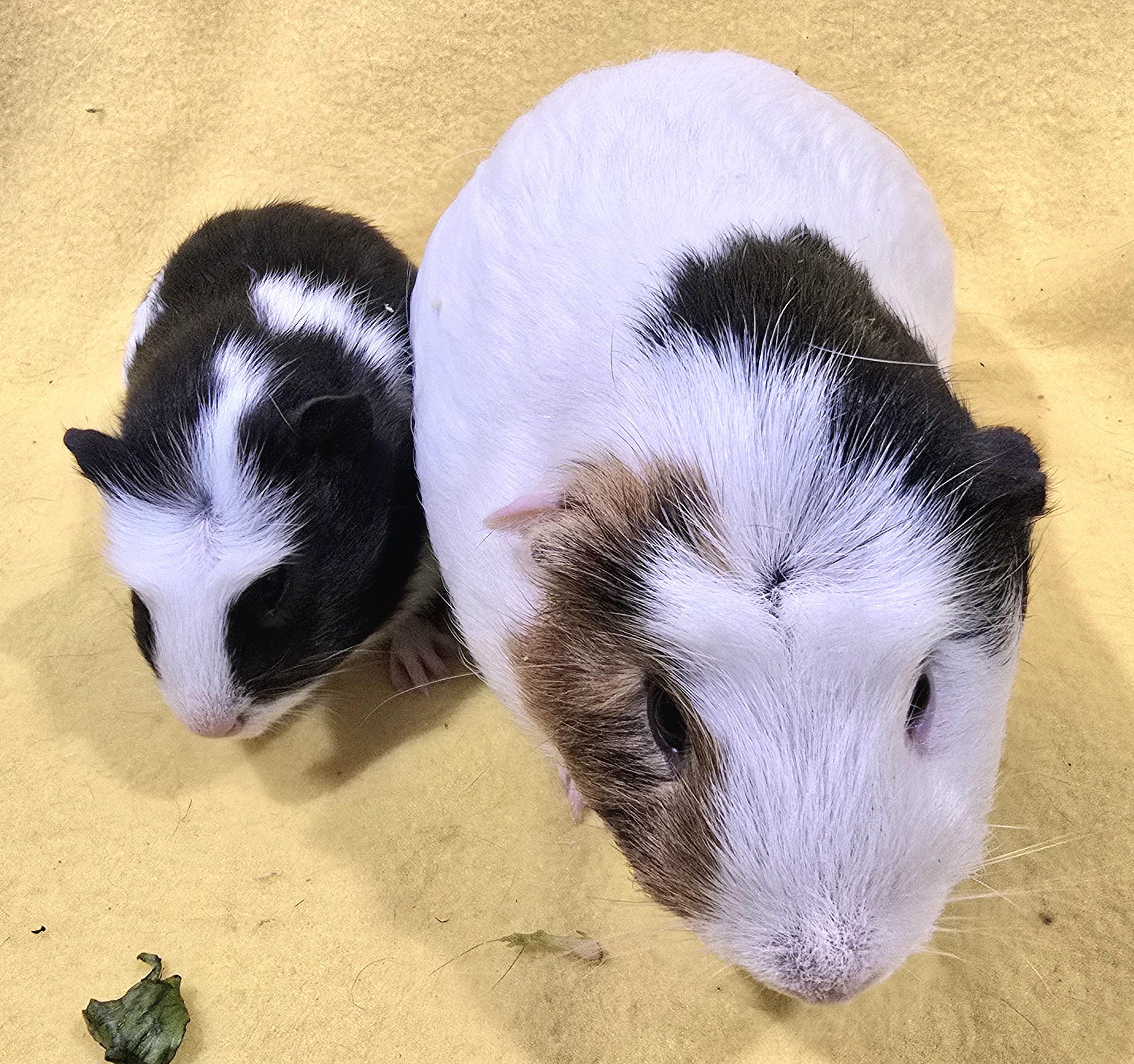 Enlarge Moose and Bailey, a ADOPTABLE Guinea Pig in New Kensington, PA image 2/2