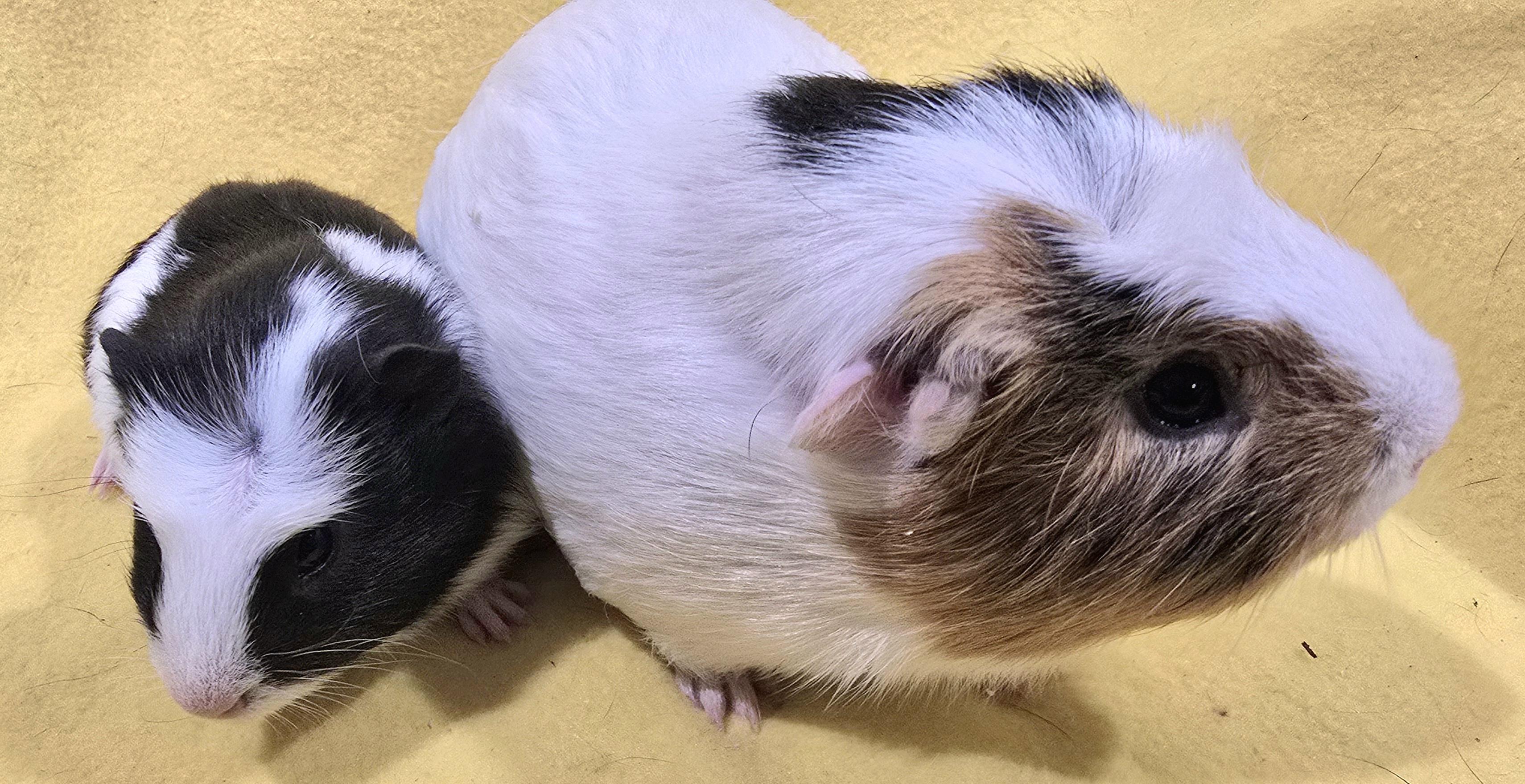 Moose and Bailey, ADOPTABLE, Young Male Guinea Pig.