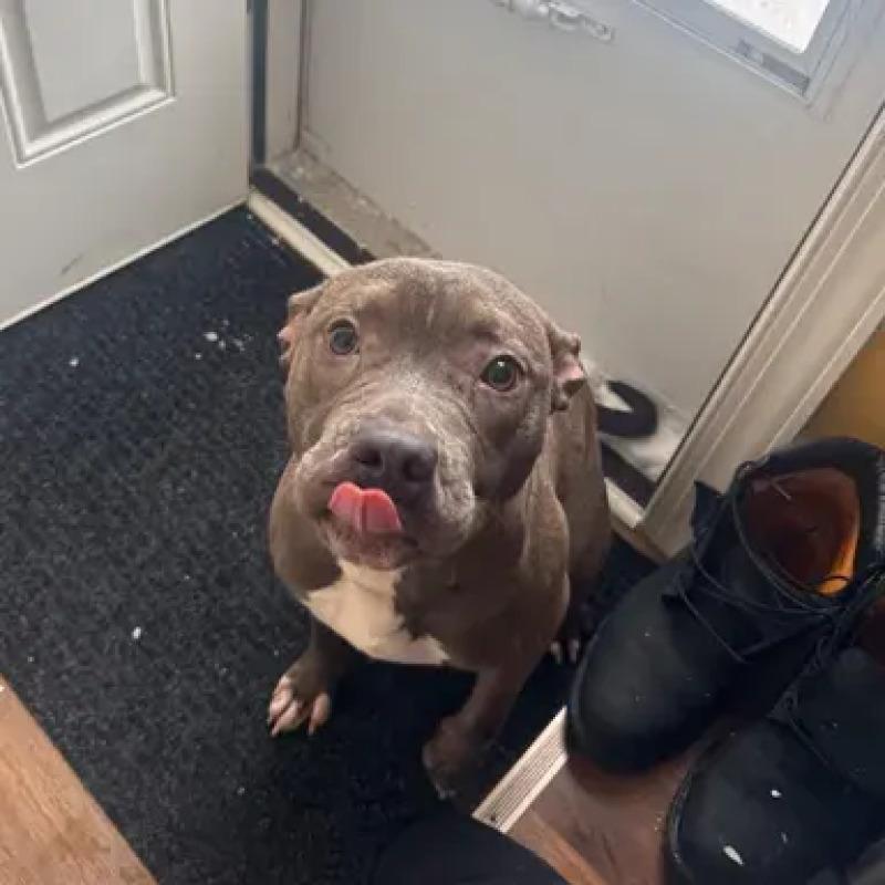 Carla, Adoptable, Adult Female Pit Bull Terrier & Mixed Breed.