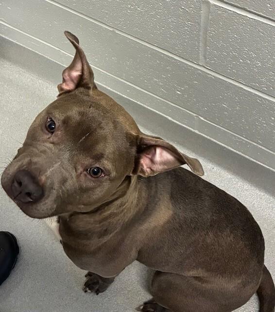 Enlarge Carla, a Adoptable mixed breed in Rochester, NY image 2/2