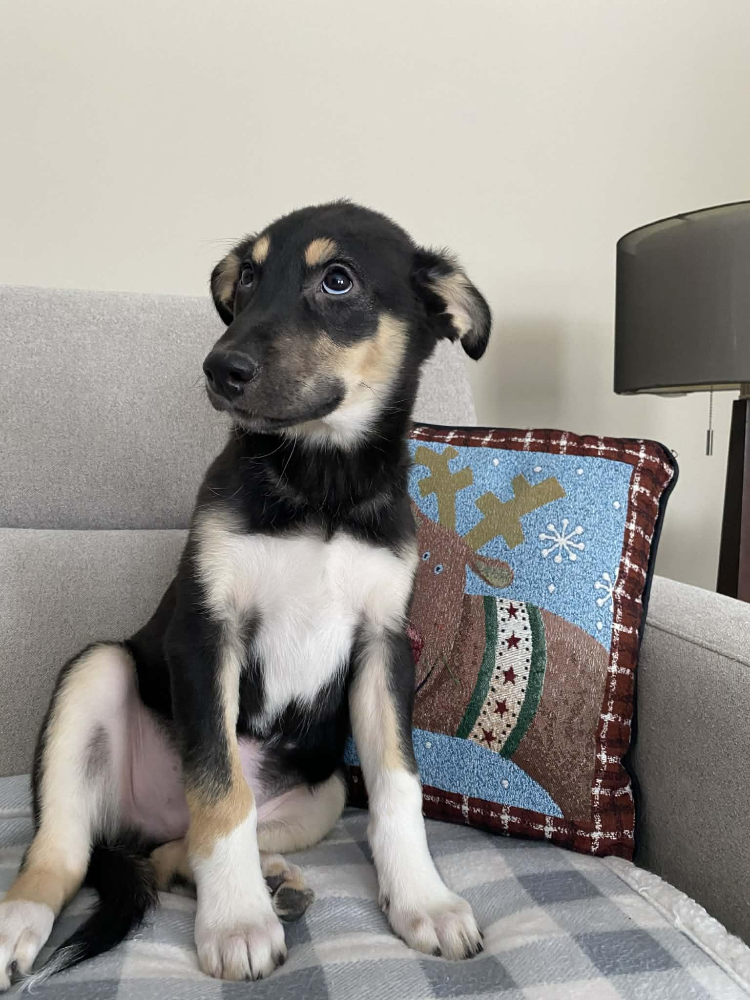 Shep, Adoptable, Puppy Male Rottweiler.