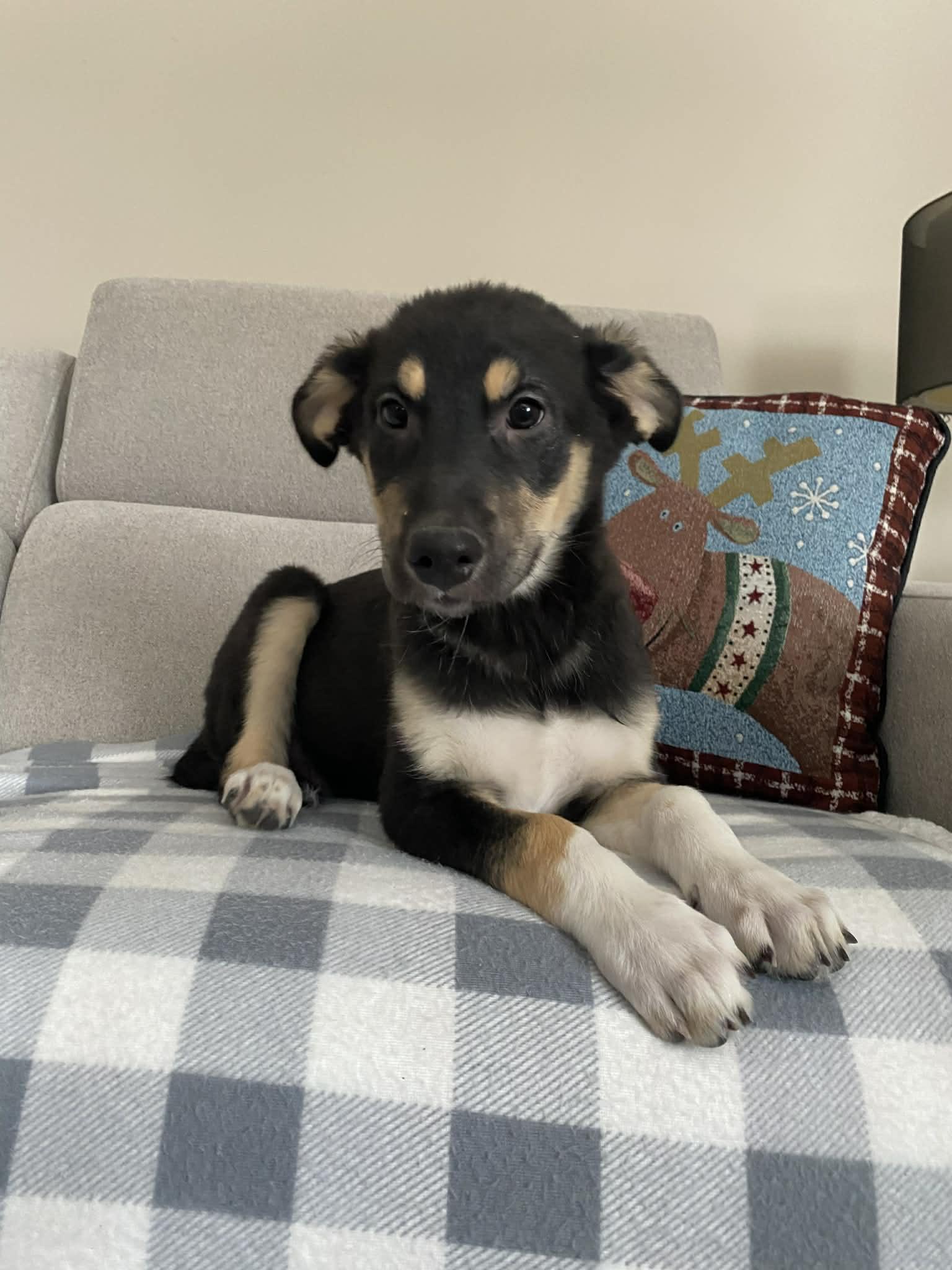 Shep, a Adoptable mixed breed in Winnipeg, MB image 2/6