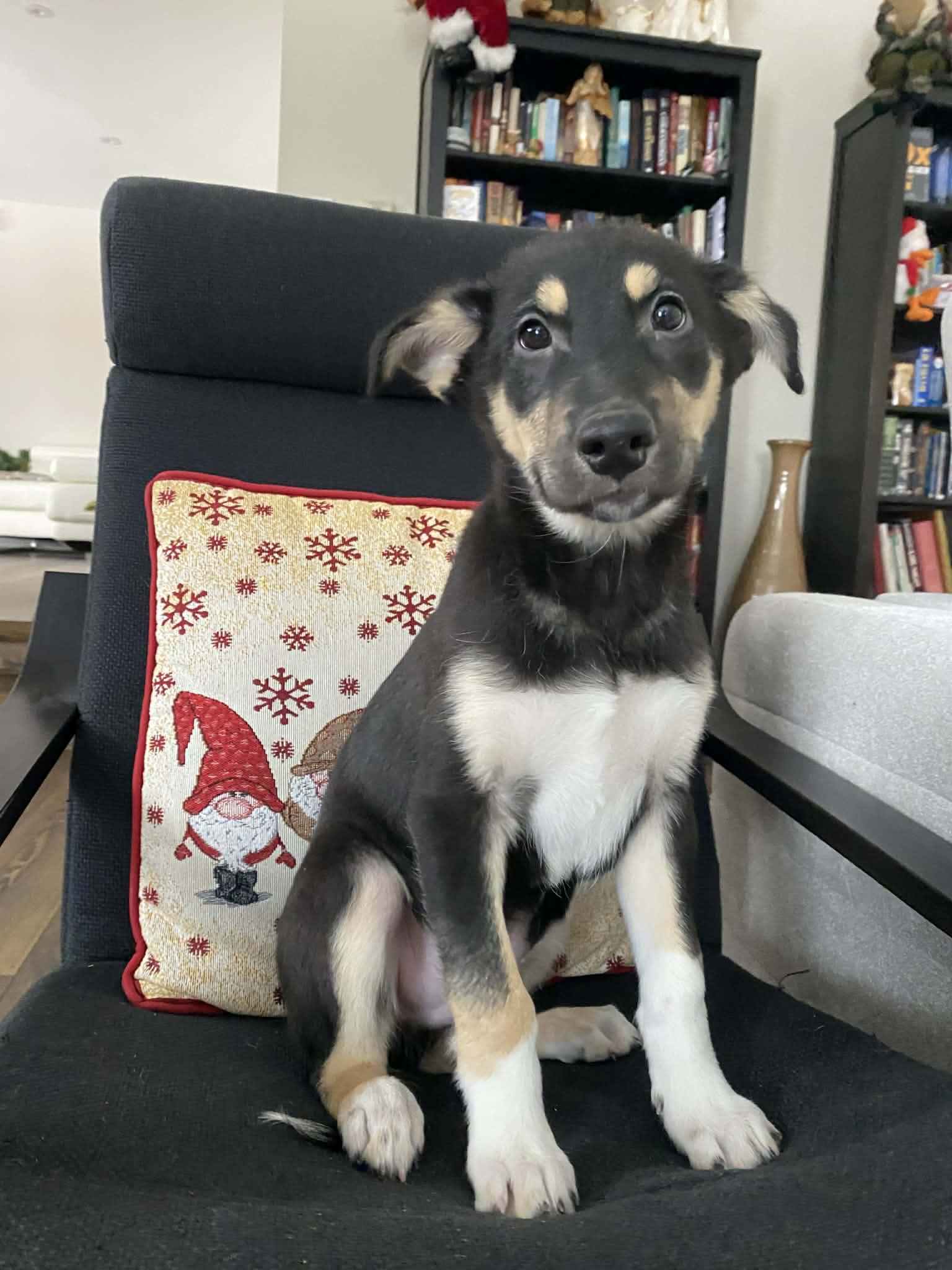 Shep, Adoptable, Puppy Male Shepherd.