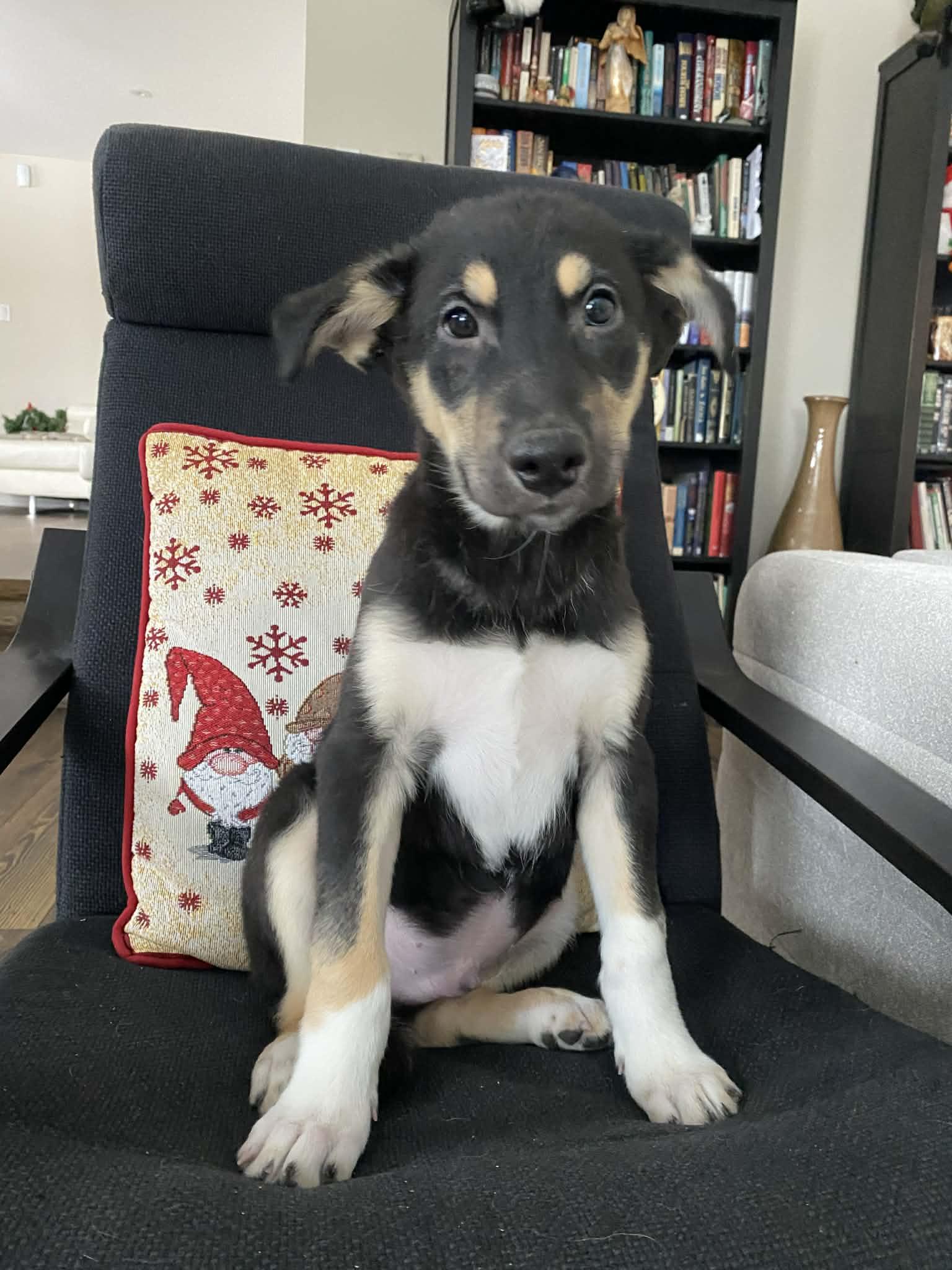 Shep, a Adoptable mixed breed in Winnipeg, MB image 4/6