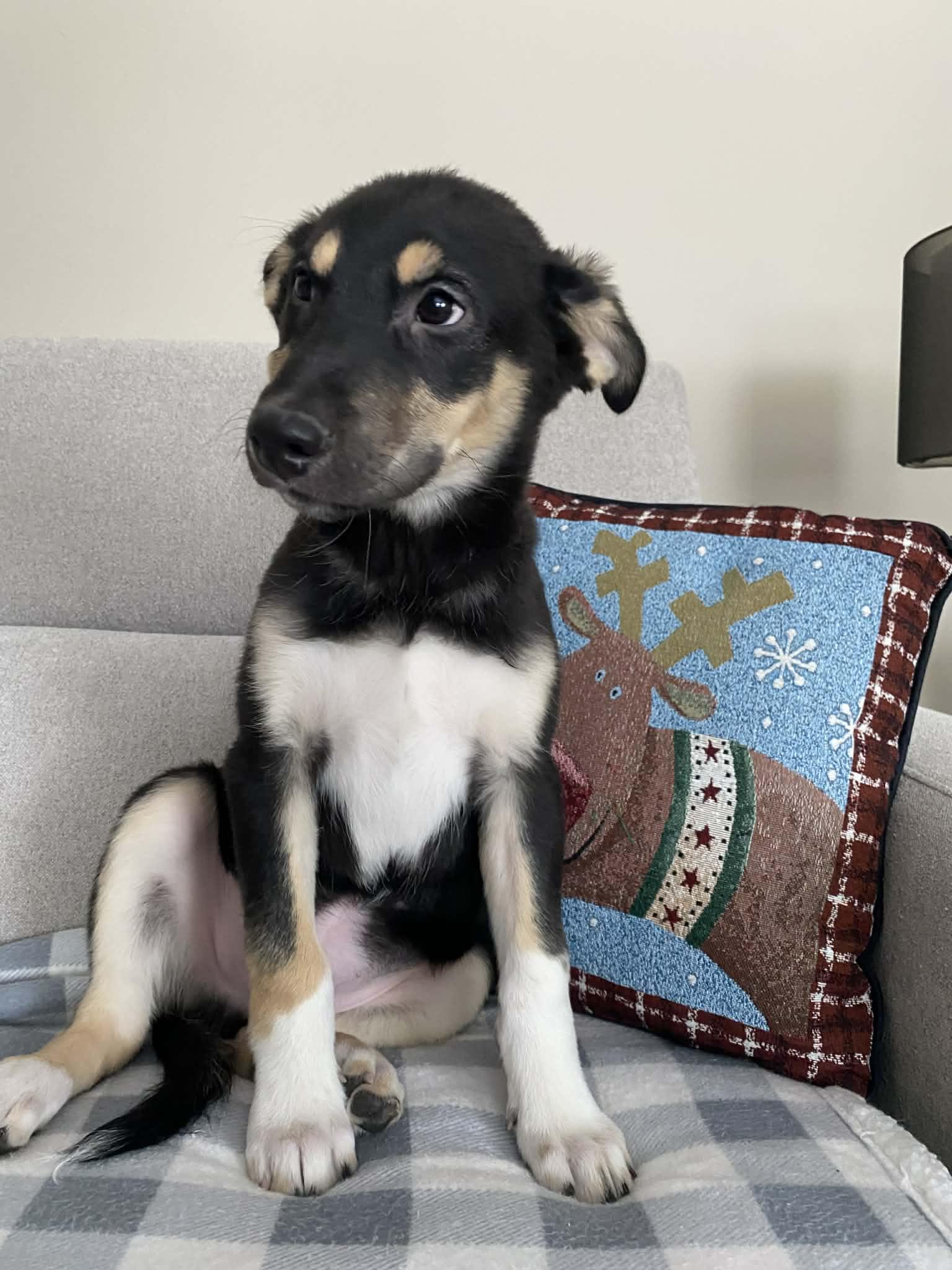 Shep, a Adoptable mixed breed in Winnipeg, MB image 5/6