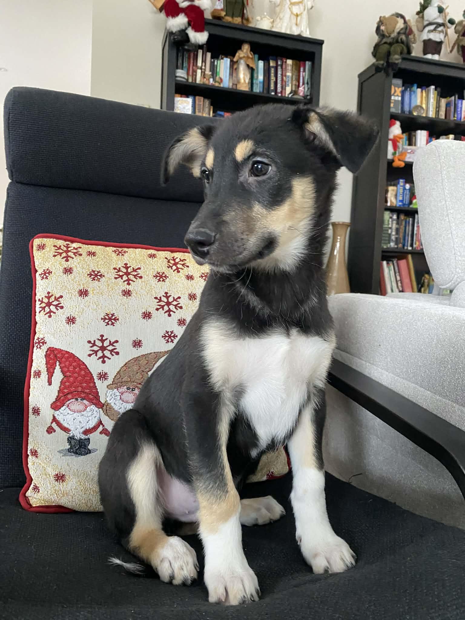 Shep, a Adoptable mixed breed in Winnipeg, MB image 6/6