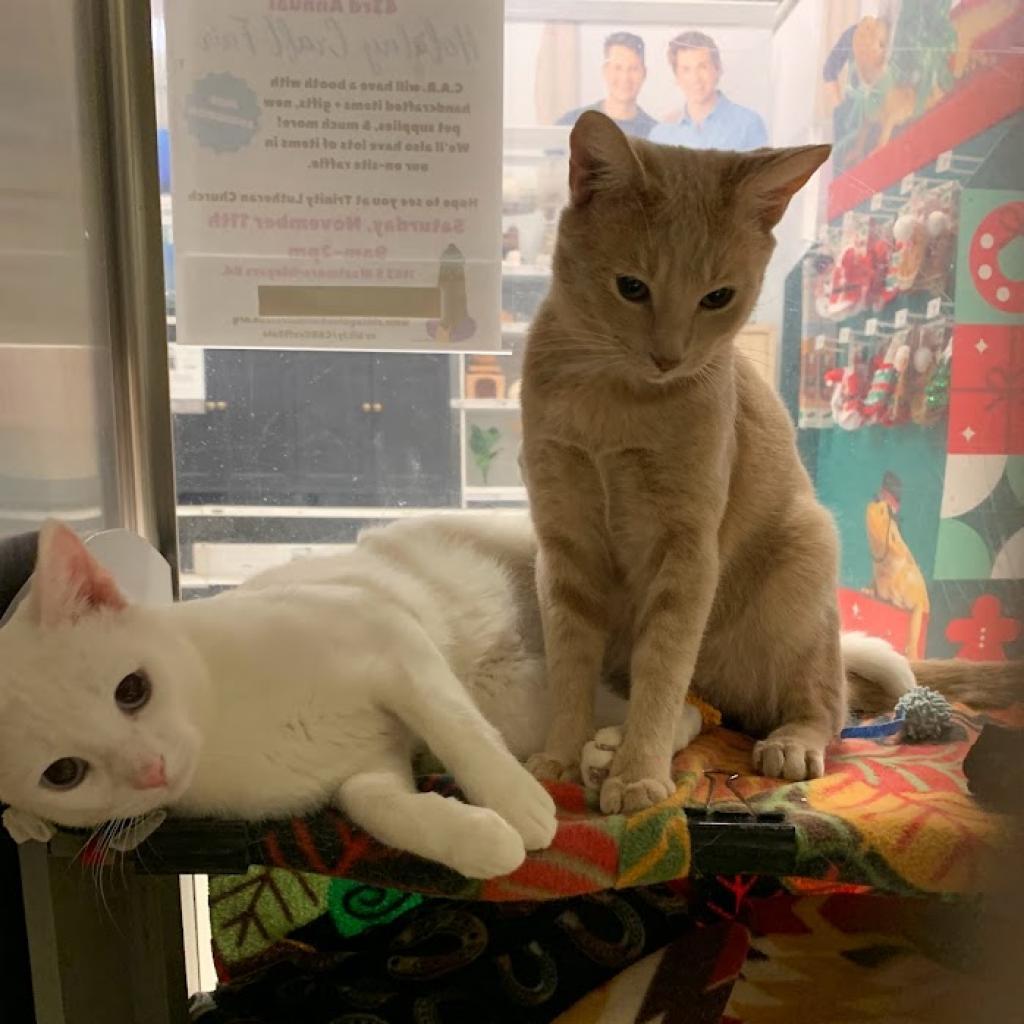 Marvin, Adoptable, Adult Male Domestic Short Hair.