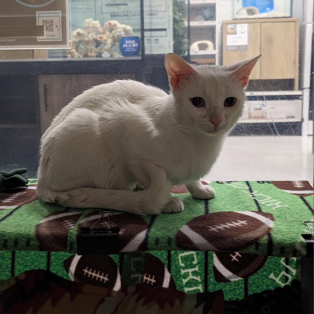 Marvin, a Adoptable Domestic Short Hair in Downers Grove, IL image 2/4