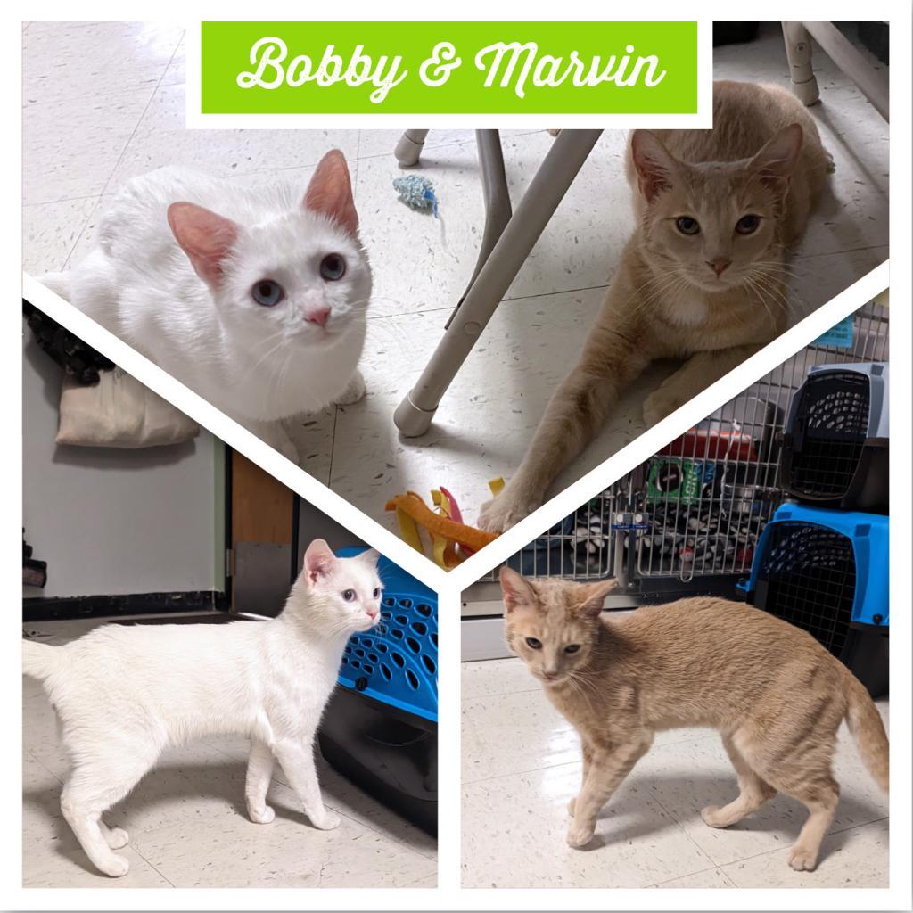 Marvin, a Adoptable Domestic Short Hair in Downers Grove, IL image 4/4