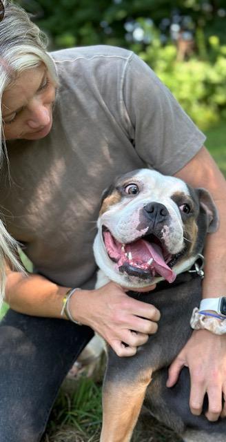 Maui, a Adopted mixed breed in Stamford, CT image 4/4