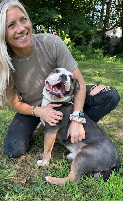 Maui, a Adopted mixed breed in Stamford, CT image 3/4