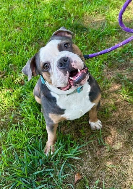 Maui, a Adopted mixed breed in Stamford, CT image 2/4