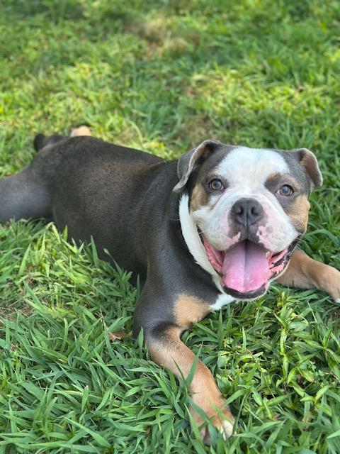 Maui, Adopted, Adult Male Bulldog & American Bully.
