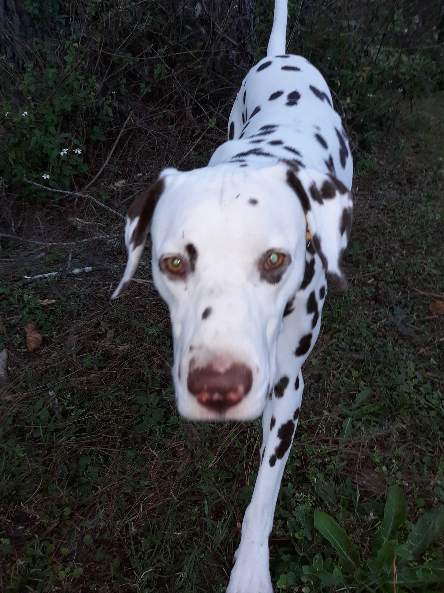 MurphyA, Adoptable, Adult Male Dalmatian.