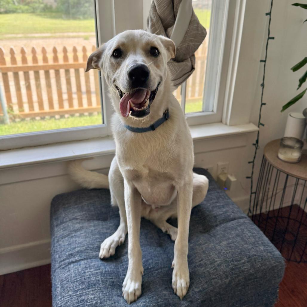 Mighty Mack, Adoptable, Young Male Great Pyrenees & German Shepherd Dog.