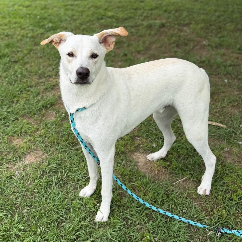 Enlarge Mighty Mack, a Adoptable mixed breed in Carencro, LA image 1/6