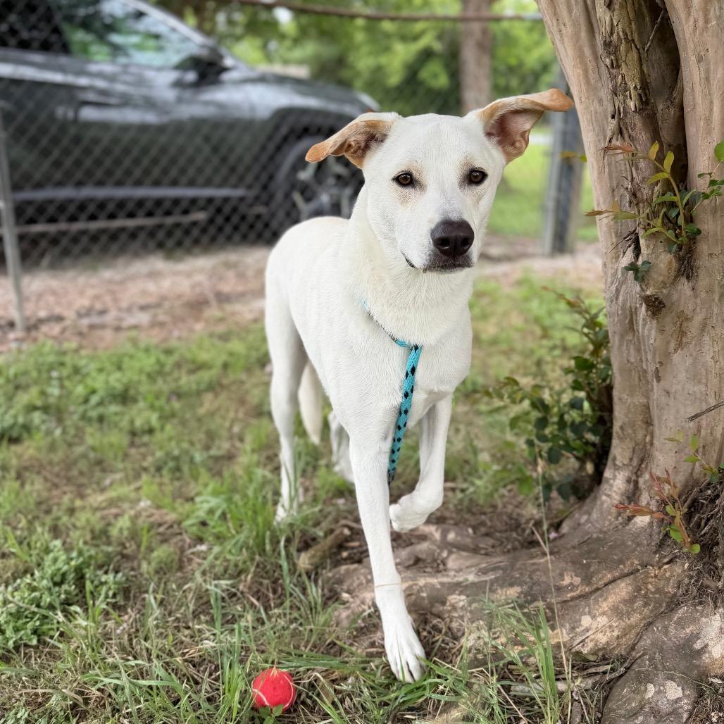 Enlarge Mighty Mack, a Adoptable mixed breed in Carencro, LA image 2/6