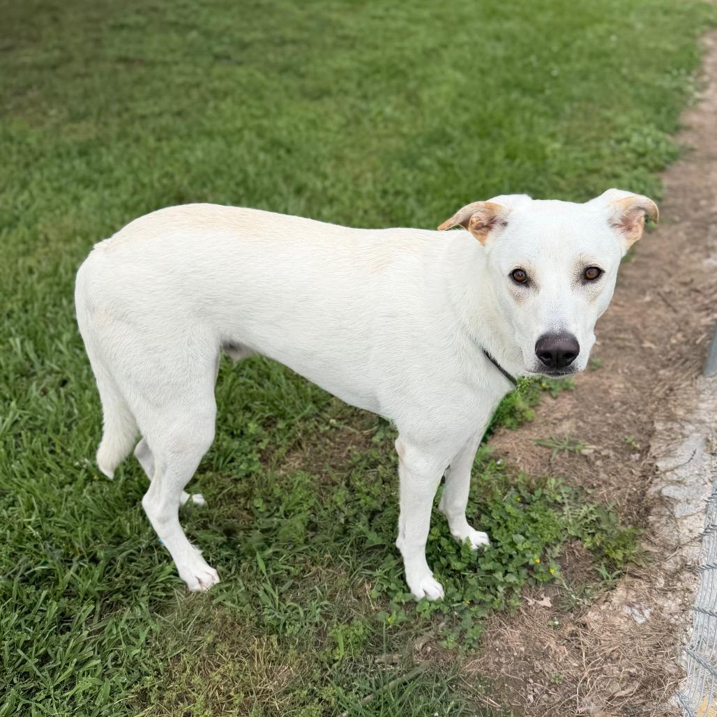 Enlarge Mighty Mack, a Adoptable mixed breed in Carencro, LA image 3/6