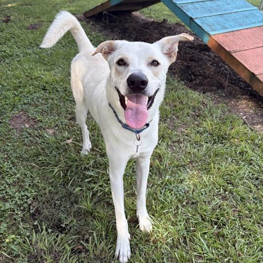 Enlarge Mighty Mack, a Adoptable mixed breed in Carencro, LA image 5/6