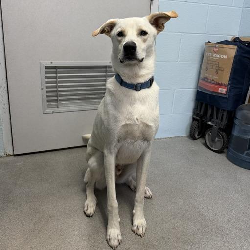 Enlarge Mighty Mack, a Adoptable mixed breed in Carencro, LA image 4/6